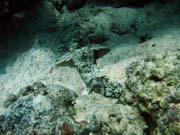 Crocodile Fish. Diving around Togian islands, Kadidiri, Dominic Rock dive site. Indonesia.
