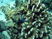 Diving around Togian islands, Kadidiri, Dominic Rock dive site. Indonesia.