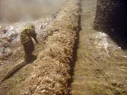 Sea Horse. Diving around Togian islands, Kadidiri, Dominic Rock dive site. Indonesia.