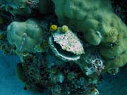 Diving around Togian islands, Kadidiri, Taipai island dive site. Indonesia.