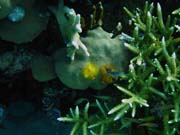 Diving around Togian islands, Kadidiri, Taipai island dive site. Indonesia.