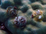 Diving around Togian islands, Kadidiri, Taipai island dive site. Indonesia.