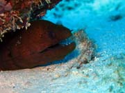 Diving around Togian islands, Kadidiri, Taipai island dive site. Indonesia.