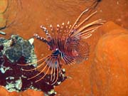 Lionfish. Diving around Togian islands, Kadidiri, Taipai island dive site. Indonesia.
