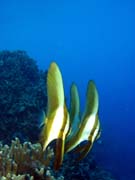 Bannerfish. Diving around Togian islands, Kadidiri, Taipai island dive site. Indonesia.