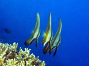 Bannerfish. Diving around Togian islands, Kadidiri, Taipai island dive site. Indonesia.