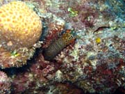 Diving around Togian islands, Kadidiri, Taipai island dive site. Indonesia.