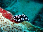 Polyclad flatworn. Diving around Biak islands, Catalina wreck dive site. Papua, Indonesia.
