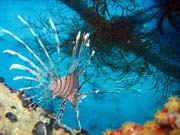 Lionfish. Diving around Biak islands, Catalina wreck dive site. Papua,  Indonesia.
