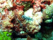Nudibranch. Diving around Biak islands, Catalina wreck dive site. Papua, Indonesia.