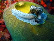 Nudibranch. Diving around Biak islands, Owi island dive site. Papua,  Indonesia.