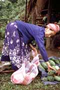 Cucumbers. Laos.