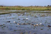 Rice fields around Inle Lake. Myanmar (Burma).