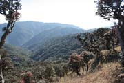 On the way to Mt. Victoria. Chin State. Myanmar (Burma).