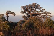 View from the top of Mt. Victoria. Chin State. Myanmar (Burma).