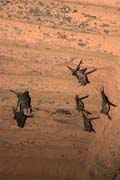Flying foxes inside prayer tower of Grand Mosque. Agadez town. Niger.