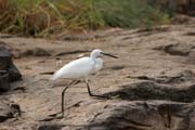 Heron, Lobe River. Cameroon.