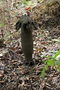 Termit-hill, Lobe River. Cameroon.