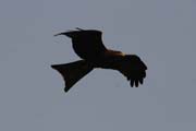 Bird of prey, Lobe River. Cameroon.