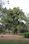 Limbe Botanic Garden. Cameroon.