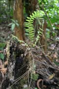 The Korup National Park is in western Cameroon against the Nigerian border. It has 1259 sq km of tropical rainforest known for its high biological diversity, including more than 50 species of large mammals. Cameroon.