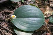 The Korup National Park is in western Cameroon against the Nigerian border. It has 1259 sq km of tropical rainforest known for its high biological diversity, including more than 50 species of large mammals. Cameroon.
