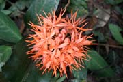 The Korup National Park is in western Cameroon against the Nigerian border. It has 1259 sq km of tropical rainforest known for its high biological diversity, including more than 50 species of large mammals. Cameroon.