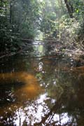 The Korup National Park is in western Cameroon against the Nigerian border. It has 1259 sq km of tropical rainforest known for its high biological diversity, including more than 50 species of large mammals. Cameroon.