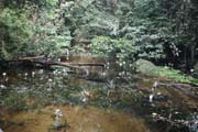 The Korup National Park is in western Cameroon against the Nigerian border. It has 1259 sq km of tropical rainforest known for its high biological diversity, including more than 50 species of large mammals. Cameroon.