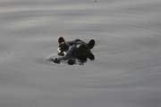 Hippos at Bnou National Park (Parc National de la Bnou). Cameroon.