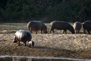 Hippos at Bnou National Park (Parc National de la Bnou). Cameroon.