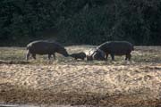 Hippos at Bnou National Park (Parc National de la Bnou). Cameroon.