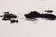 Hippos at Bnou National Park (Parc National de la Bnou). Cameroon.