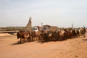 Cattle at N'Gaoundr town street. Train station is at the back of the photo. Cameroon.
