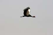 Crane. Waza National Park. Cameroon.