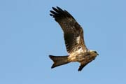 Bird of prey, Waza National Park. Cameroon.