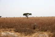 Waza National Park. Cameroon.