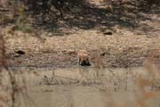 Monkey, Waza National Park. Cameroon.