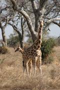 Giraffes. Waza National Park. Cameroon.
