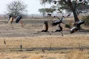 Birds, Waza National Park. Cameroon.