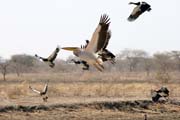 White Pelicans. Waza National Park. Cameroon.