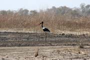 Saddle-billed stork, Waza National Park. Cameroon.