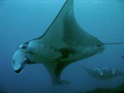 Manta Rey (Manta birostris) at Manta Point dive site near Nusa Penida island. Bali,  Indonesia.