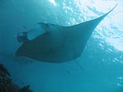 Manta Rey (Manta birostris) at Manta Point dive site near Nusa Penida island. Bali,  Indonesia.