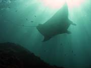 Manta Rey (Manta birostris) at Manta Point dive site near Nusa Penida island. Bali, Indonesia.