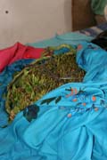 Yemen drug qat. Hadibu town at Socotra (Suqutra) island. Yemen.