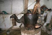 Using camel for pressing oil from sesame seeds. Old quarter of Sana capitol. Yemen.