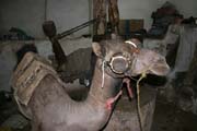 Using camel for pressing oil from sesame seeds. Old quarter of Sana capitol. Yemen.