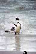 Penguins at Boulders Beach. South Africa.