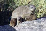 Dassies, Augrabies falls. South Africa.